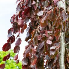 5038838019395 1 Fagus Syl Black Swan 12l.jpg